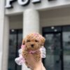 A small apricot Maltipoo puppy wearing a pink tutu being held in front of a puppy boutique, available via Find USA Puppies.