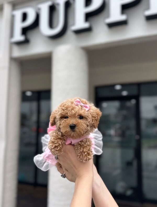 A small apricot Maltipoo puppy wearing a pink tutu being held in front of a puppy boutique, available via Find USA Puppies.
