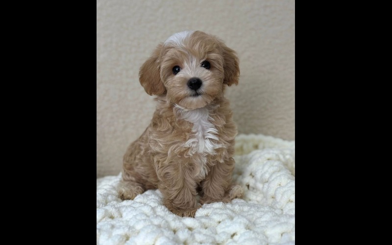 Fluffy cream-colored puppy with white chest markings sitting on a chunky white knit blanket.
