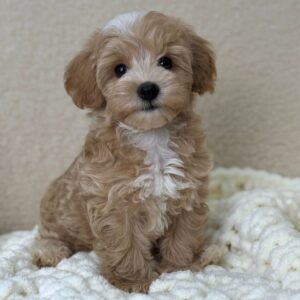 Small tan puppy with white chest markings sitting on a chunky white knit blanket.