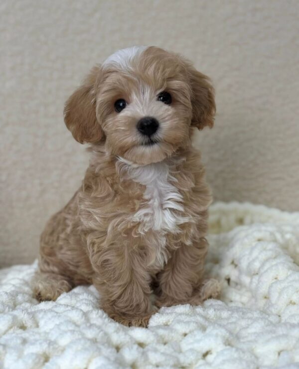 Small tan puppy with white chest markings sitting on a chunky white knit blanket.