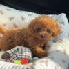 poodle puppy – lulu – female