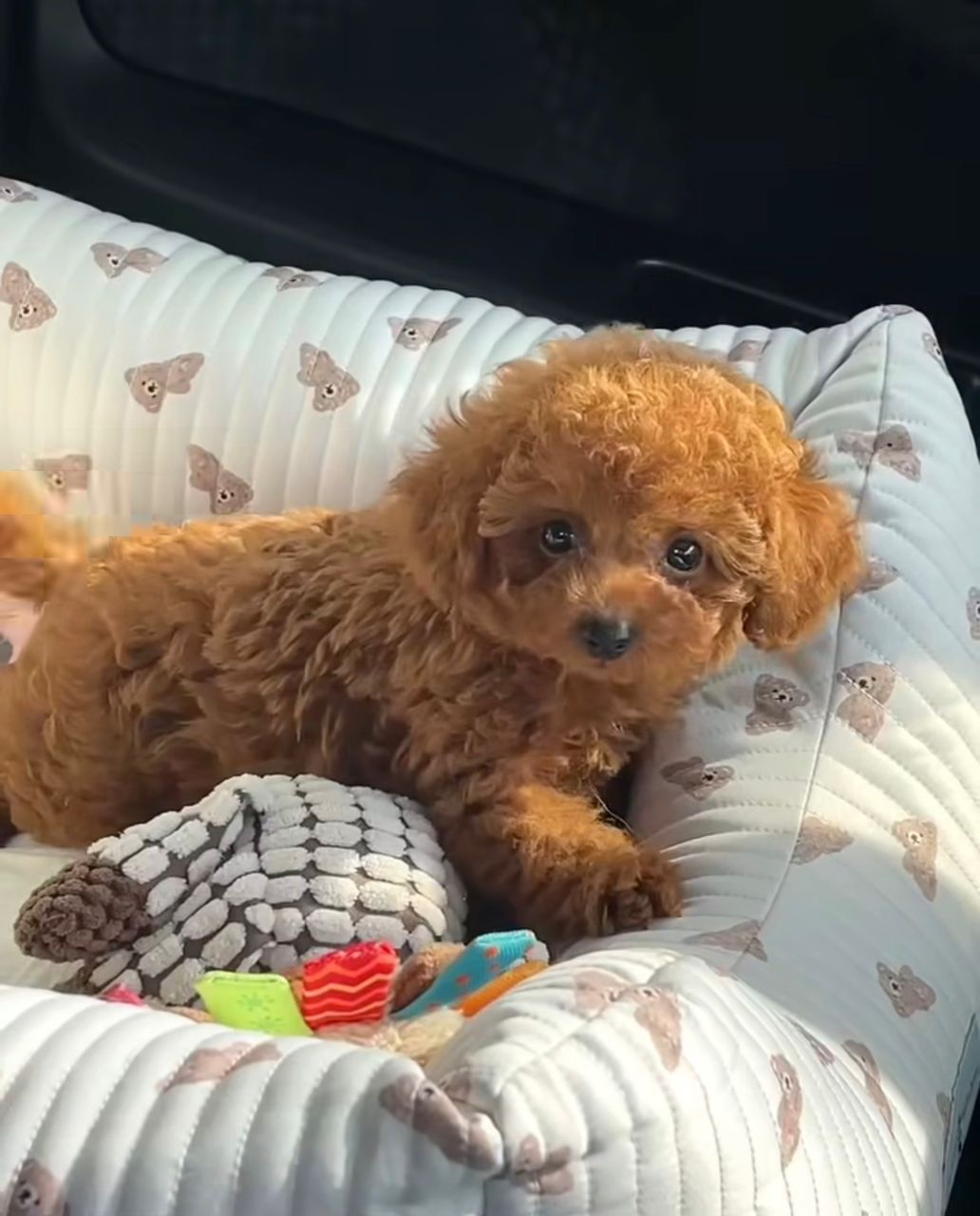 poodle puppy – lulu – female