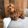 Fluffy apricot Maltipoo puppy standing on a gray chair against a wood-paneled wall, available through Find USA Puppies.