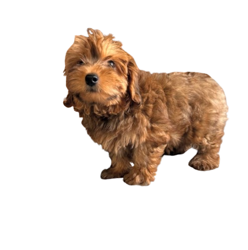 Tan scruffy Morkie or Maltipoo puppy isolated on a white background, available through Find USA Puppies.