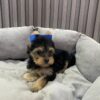 Black and tan Yorkie puppy wearing a blue bow sitting in a gray plush dog bed.