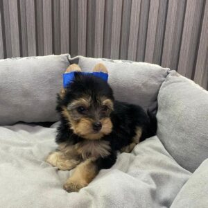 yorkie-puppy-dora-female