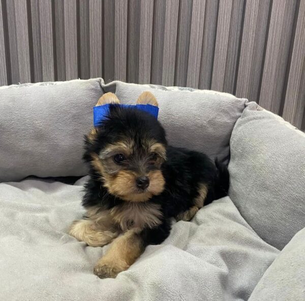 Black and tan Yorkie puppy wearing a blue bow sitting in a gray plush dog bed.