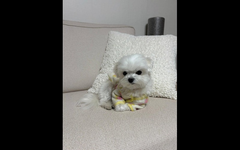 Small white fluffy puppy sitting on a gift box or bed, available via findusapuppies.com.
