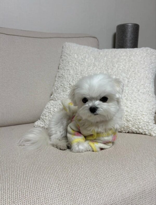 Tiny white puppy lying on a light-colored sofa next to a white pillow.