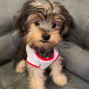 yorkie-puppy-steve-male