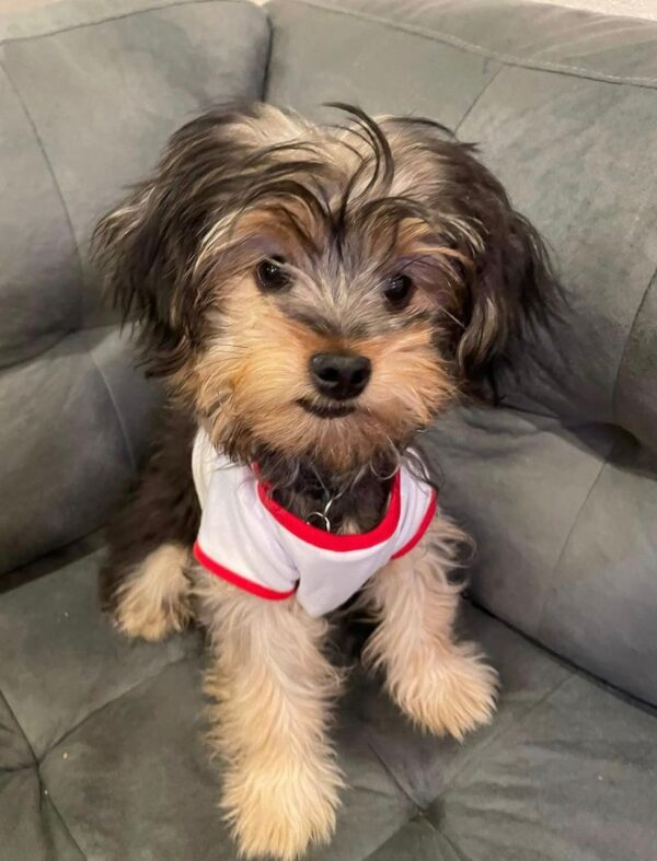 Yorkshire Terrier puppy wearing a white and red athletic dog t-shirt, sitting in a soft dog bed.