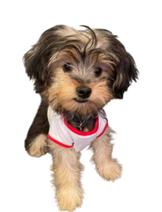 Small Yorkshire Terrier puppy wearing a red and white athletic dog shirt, isolated on a white background.