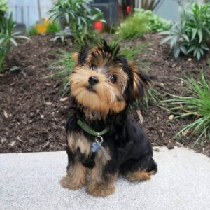 yorkiepoo-puppy-jafa-male