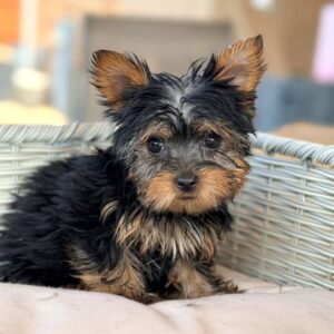 yorkie-puppy-sara-female