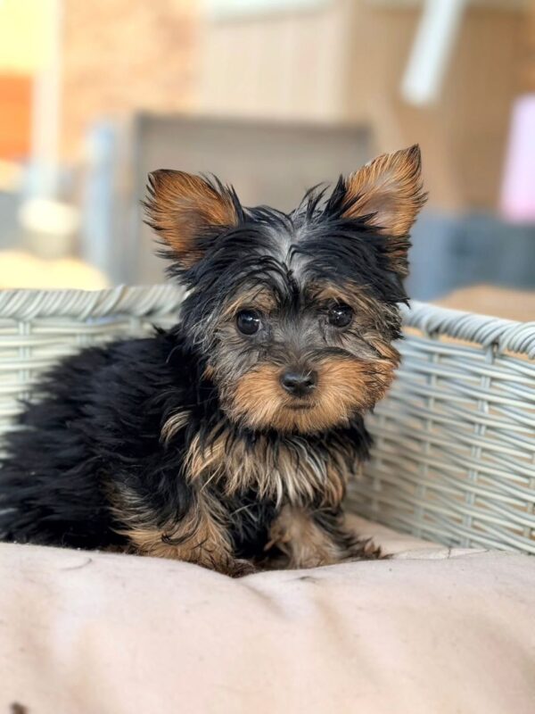 A small Yorkie puppy with erect ears sitting on a soft pink pillow.
