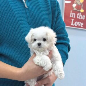 Person in a blue sweater holding a fluffy white toy breed puppy.