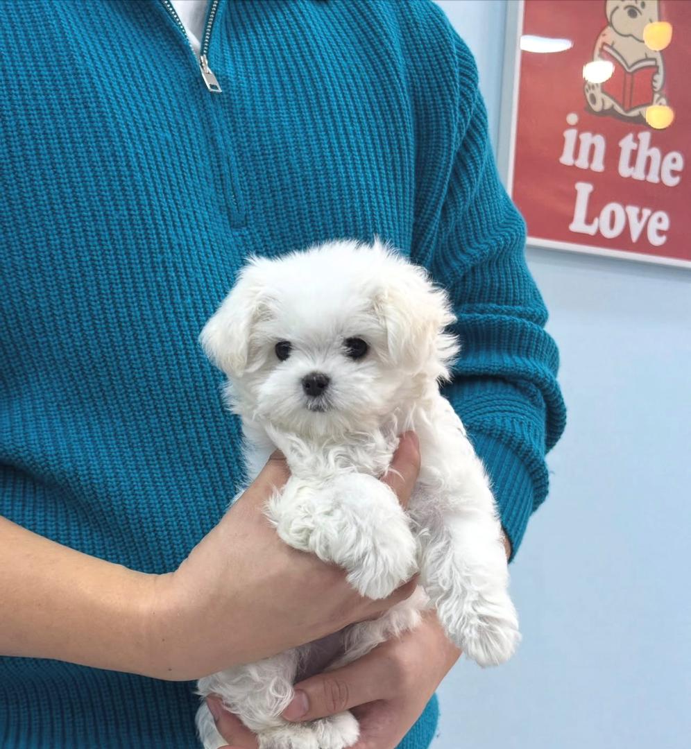 Person in a blue sweater holding a fluffy white toy breed puppy.
