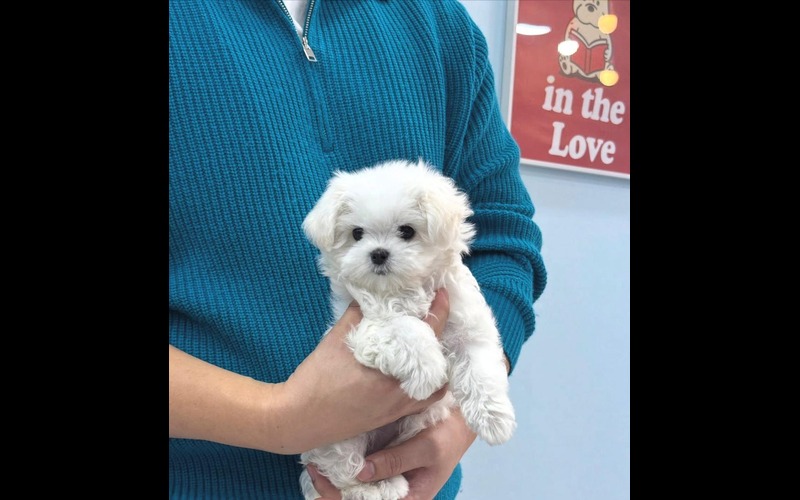 A tiny white Maltipoo puppy being held by a person in a blue sweater, representing healthy puppies for sale at findusapuppies.com.