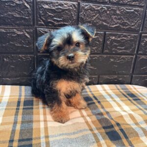 yorkie-puppy-spike-male
