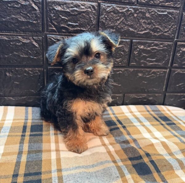 Black and tan "phantom" marked Yorkie puppy sitting on a brown and blue plaid blanket.