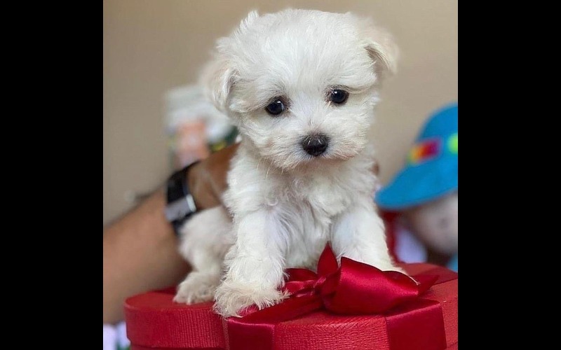 Black and tan Yorkie puppy [with pink bow/sitting in bed] from ethical breeders at findusapuppies.com.