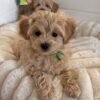Fluffy buff-colored Maltipoo puppy wearing a green ribbon, sitting on a plush white shag rug.