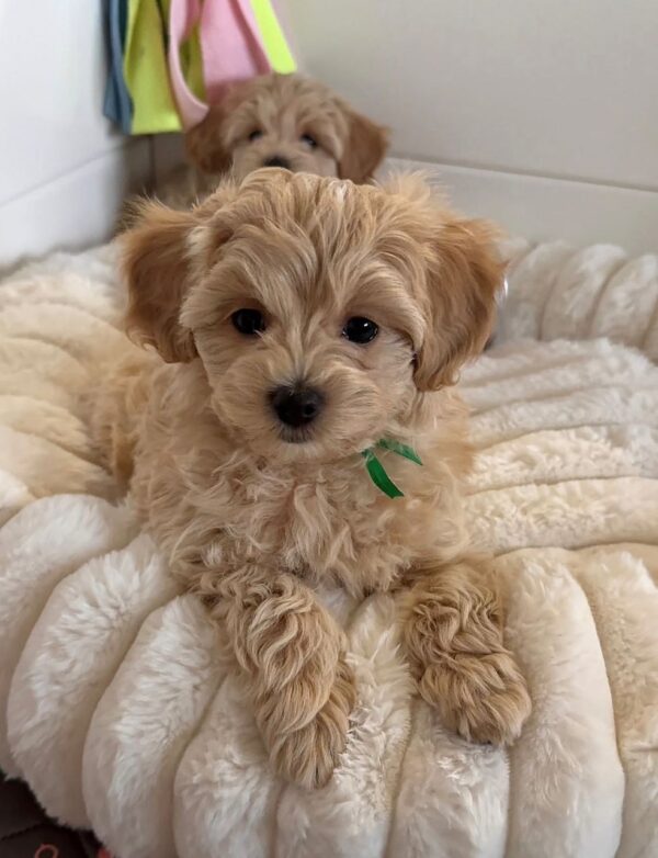 Fluffy buff-colored Maltipoo puppy wearing a green ribbon, sitting on a plush white shag rug.