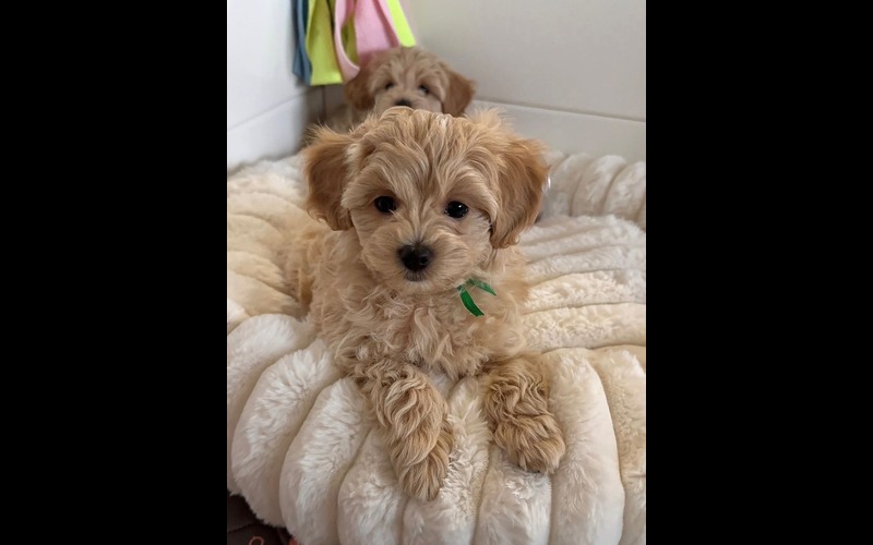 Deep red/apricot curly-haired puppy being held, hypoallergenic puppies for sale in the USA.