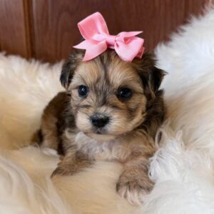 yorkiepoo-puppy-yela-male