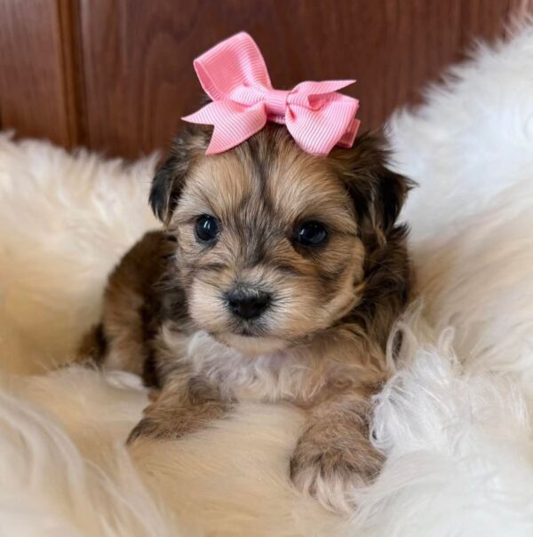 Small tan and black Morkie puppy wearing a large pink bow, sitting on a white faux fur rug.
