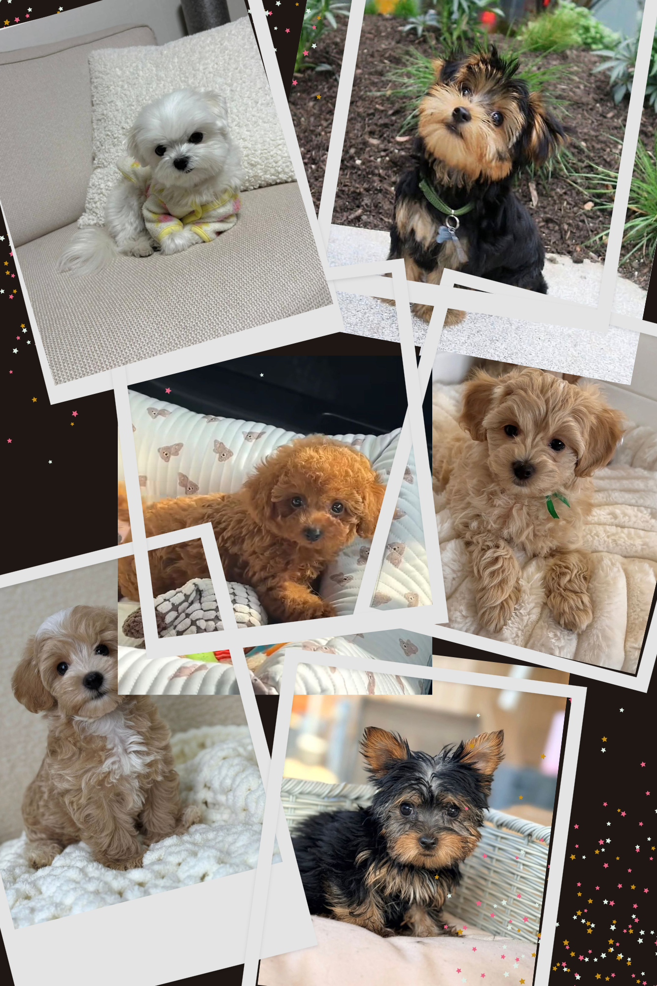 A collage of puppy photos in a polaroid style, showing various breeds available on findusapuppies.com.