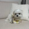 white maltese puppy sitting on couch usa puppies for sale