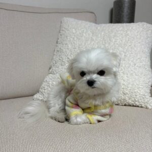 maltese-puppies