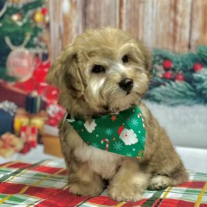yorkiepoo-puppy-faith-female
