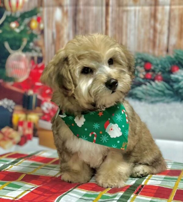 cute puppy wearing christmas scarf usa puppies for sale