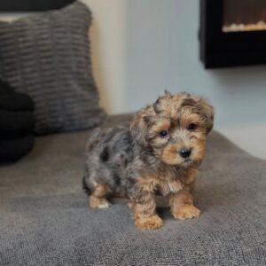 yorkiepoo-puppy-hope-female