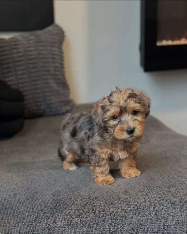 A small merle-patterned Morkie or Yorkie puppy standing on a dark gray sofa, available through Find USA Puppies.