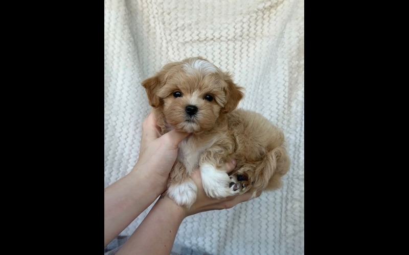 Fluffy Tan Havanese Puppy | findusapuppies.com