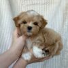 A small tan Havanese puppy with white paws being held, representing healthy puppies for sale in the USA.