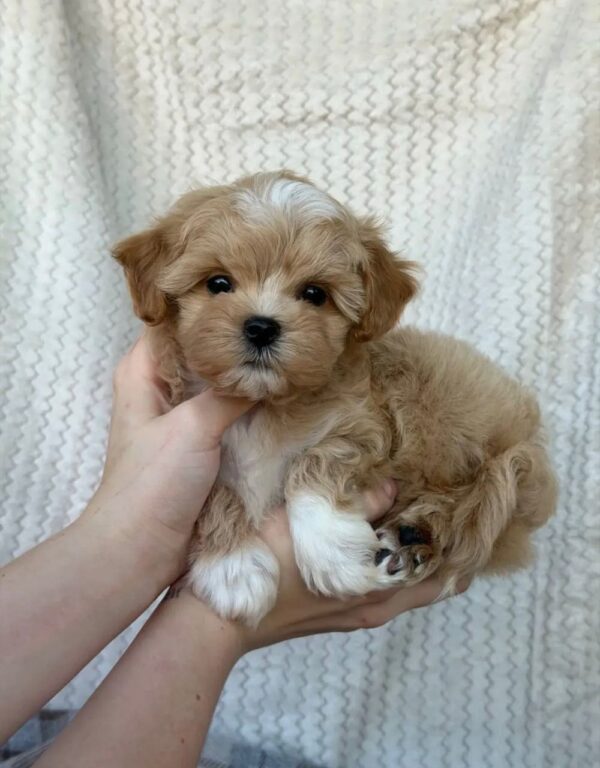 A small tan Havanese puppy with white paws being held, representing healthy puppies for sale in the USA.