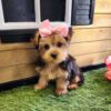 A tiny Yorkshire Terrier puppy with a pink bow sitting on grass in front of a wooden playhouse.