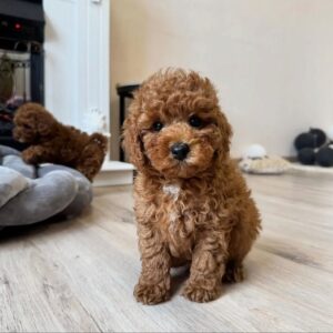 Dark red Toy Poodle puppy standing on a light wood floor in a modern living room setting.