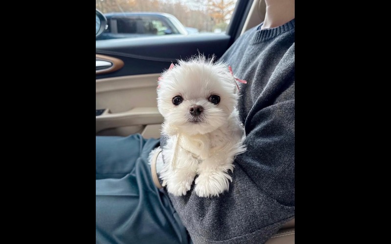 Fluffy white puppy sitting on a person's lap inside a car, travel-ready puppies for sale at findusapuppies.com.