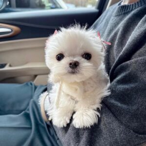 Small white puppy sitting on a lap inside a car, representing safe puppy transport and delivery options.