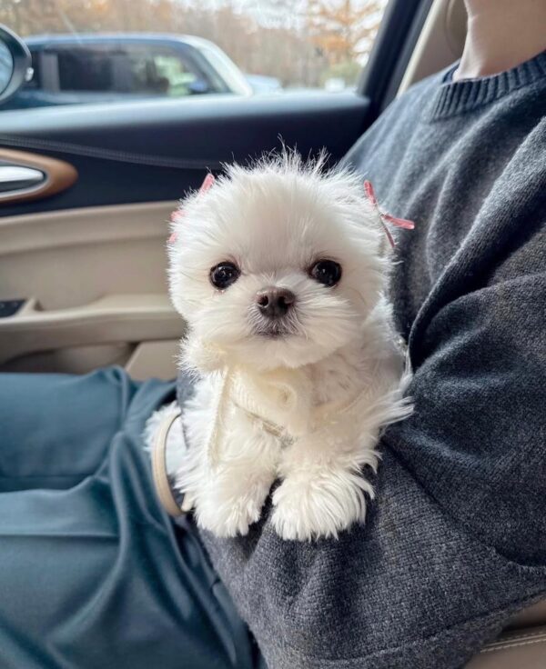 Small white puppy sitting on a lap inside a car, representing safe puppy transport and delivery options.
