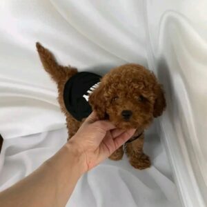 Person holding a small red Maltipoo puppy wearing a black "Puppy" t-shirt.