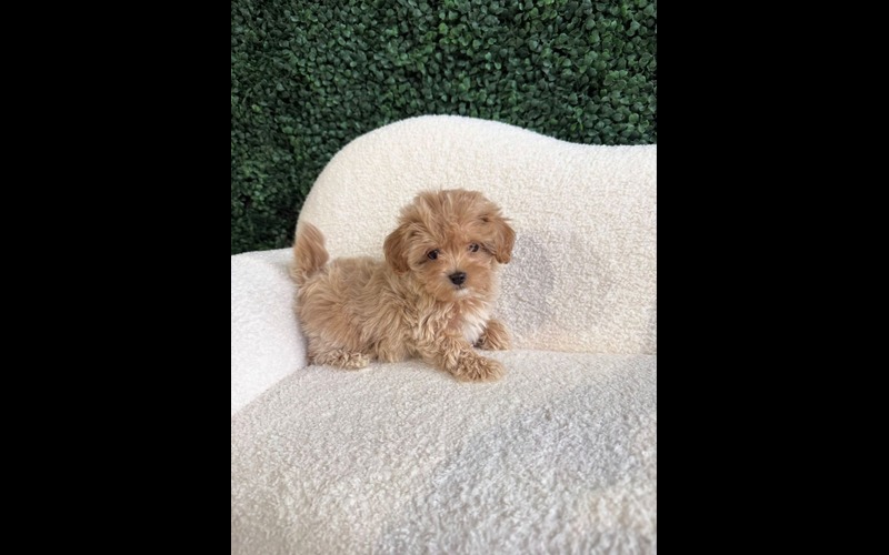 Apricot-colored Maltipoo puppy sitting on a white textured chair against a green hedge backdrop.