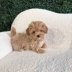 Small apricot-colored Maltipoo puppy sitting on a white textured chair with a green hedge background.