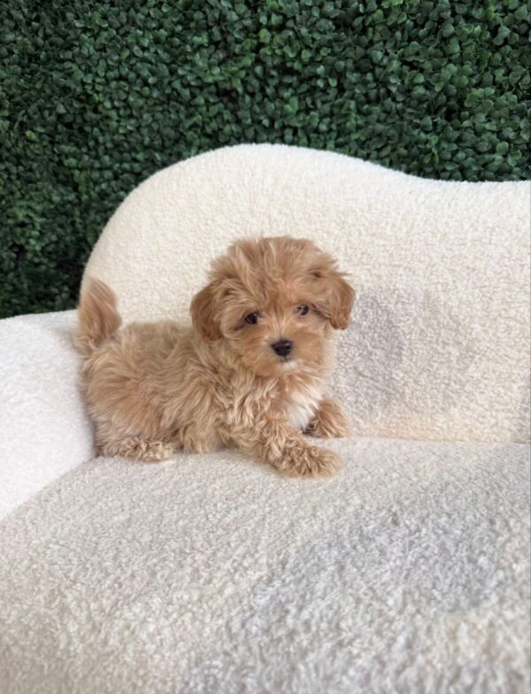 Small apricot-colored Maltipoo puppy sitting on a white textured chair with a green hedge background.